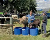  ?? DEBBIE JAMIESON/STUFF ?? Bulls rehydrate on a hot day at the Wa¯ naka A&P Show. Next year’s event is still going ahead – at the moment – despite others cancelling over Covid-19 concerns.