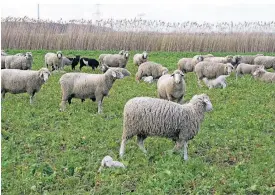  ?? FOTO: DPA ?? Schafe werden auch als Naturschüt­zer eingesetzt.