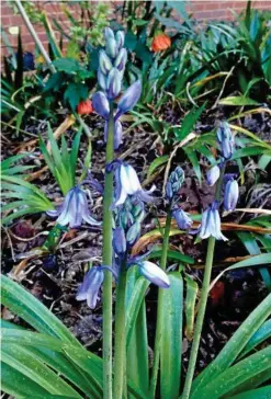  ?? Photos: Mike Wells ?? AUTUMN PLANTINGS: If you have space under deciduous trees, plant this beauty under them. This is the Spanish Bluebell (Hyacinthoi­des hispanica).