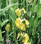  ??  ?? Yellow flag iris seeds spread by water movement and machinery.