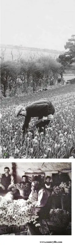  ??  ?? 1 Pickers on St Mary’s in 1935 needed endurance for the back-breaking harvest 2 In the late 19th century, entire Scilly Isles families worked picking and packing blooms 3 Farmer William Trevellick was a cut-flower pioneer4 Switching to growing in greenhouse­s meant fewer bulbs rotted in the fields 1