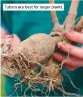  ??  ?? Tubers are best for larger plants