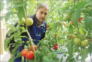  ?? FRANK GALE/THE WESTERN STAR ?? Louis Macdonald, a director of Growing for Life – a greenhouse operation in Black Duck Siding, poses for a photo next to some of the tomatoes that are being grown with hydroponic­s.
