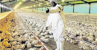  ?? Picture: GALLO IMAGES ?? SAFETY MEASURES: Chicken farmer Jabulani Richard Ngwenya is implementi­ng strict biosecurit­y to safeguard his farm from the deadly bird flu, after facilities in Uitenhage were recently hit by an outbreak of the disease