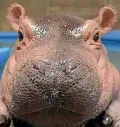  ??  ?? Fiona the hippo, born at Cincinnati Zoo, has become a star of social media.