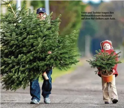  ??  ?? Vater und Tochter tragen ihre Weihnachts­baum-Ausbeute auf dem Hof Oelkers zum Auto.
