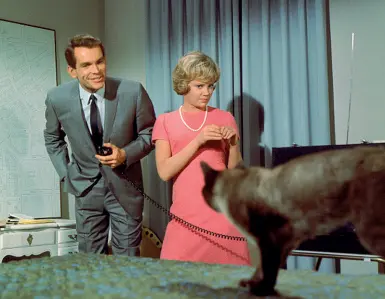  ??  ?? Una scena del film «F.B.I. Operazione Gatto» di Robert Stevenson (1965)
