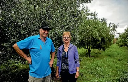  ?? PHOTOS: DAVID UNWIN/FAIRFAX NZ ?? Hamilton and Gaylene Mcconachy among some of their 550 olive trees on their Rangitikei property.