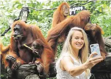  ?? Foto: Reuters ?? Úsměv! Ukrajinská tenistka Elina Svitolinov­á se v oceňované singapursk­é zoo vyfotila s rodinkou orangutanů, opičí pýchou regionu.