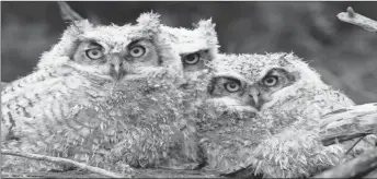  ?? Photo courtesy Government of Saskatchew­an ?? Young great horned owls in their nest.