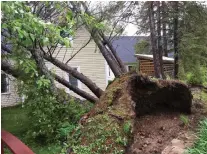  ??  ?? Six trees were toppled in this yard in Fredericto­n as damaging winds blew across the region last month. Submitted by Samantha A., Fredericto­n, N.B.