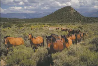  ?? NATHAN BURTON/Taos News ?? A herd of horses on 'Wild Horse Mesa,' located in northern Taos County.