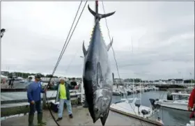  ?? ROBERT F. BUKATY — THE ASSOCIATED PRESS ?? A 422-pound Atlantic bluefin tuna is hoisted from a boat at the South Portland, Maine. A decade ago, participan­ts in the Sturdivant Island Tuna Tournament went consecutiv­e years in which they didn’t catch a single fish in the Gulf of Maine. This year, fishermen set a record with 30, including the 801-pound winner.