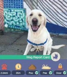  ?? KYLE STOCK/TWITTER ?? The Wag Labs app produces a “report card” for your dog after every walk.