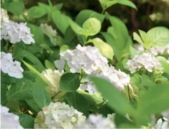  ??  ?? TOP TO BOTTOM Endless Summer ‘Blushing Bride’; bright pink double ‘Perfection’; award-winning ‘Miss Saori’; ‘Love’ has round, pale pink or blue double flowers; the compact lacecap ‘Strawberri­es &amp; Cream’ hydrangea.