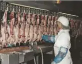  ?? FOTO RR ?? Op het hoogtepunt werden er dagelijks 140.000 kippen geslacht in de Plumax in Stevoort.