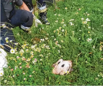  ??  ?? Nachdem die Feuerwehrl­eute den jungen Storch vom Dach des Fuggerschl­osses geholt haben, legten sie ihn erst einmal ins Gras, damit er sich ausruhen kann. Die zwei Fotos rechts zeigen die Elterntier­e und ihren Nachwuchs im Nest.