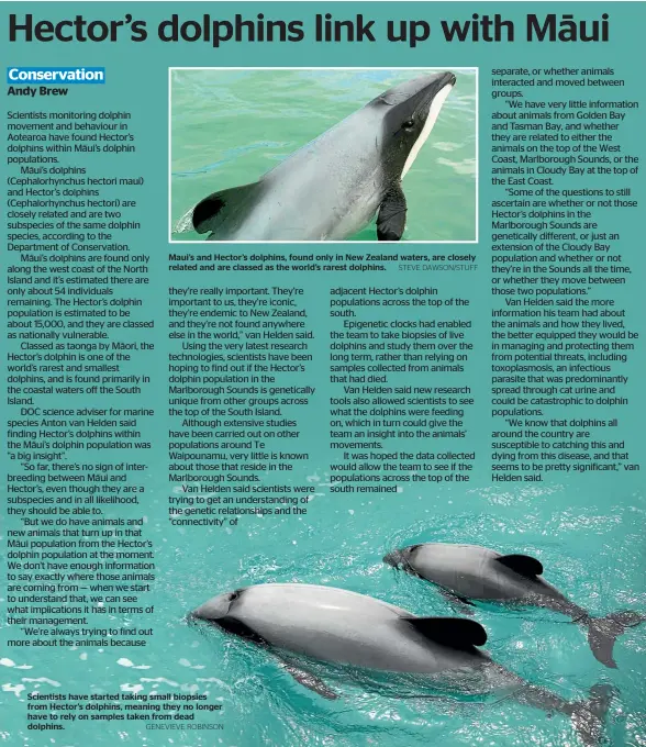  ?? GENEVIEVE ROBINSON ?? Scientists have started taking small biopsies from Hector’s dolphins, meaning they no longer have to rely on samples taken from dead dolphins.