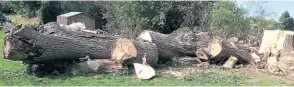  ?? ?? An ancient and majestic ash tree felled.