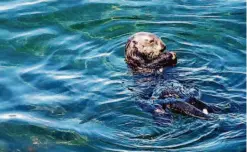  ?? Courtesy of the California Department of Fish and Wildlife ?? An aggressive sea otter has been attacking surfers in Santa Cruz.