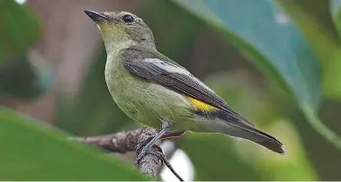  ?? ?? There is a good selection of potential eastern flycatcher­s that might reach Britain, from Dark-sided (top), Mugimaki (centre) and Yellow-rumped (bottom). All three are distinctiv­e in their own right and present few identifica­tion issues if found, especially as they have a tendency to sit out more prominentl­y than other species.