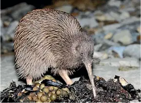  ?? PHOTO: GREAT SOUTH. ?? Birdlife abounds in Southland including kiwi on Stewart Island.