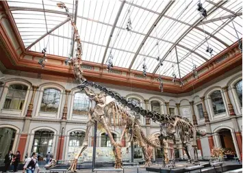  ?? Foto: Stephanie Pilick, dpa ?? Sehr groß und sehr beliebt: der Brachiosau­rus im Berliner Naturkunde­museum