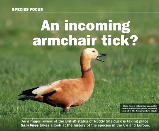  ??  ?? Birds from a naturalise­d population in North Rhine-Westphalia, Germany, stop off in The Netherland­s to moult.