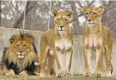  ??  ?? A male lion with two dominant females at the Smithsonia­n’s National Zoo in Washington.