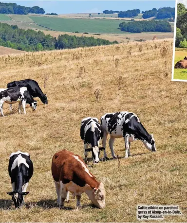  ?? ?? Cattle nibble on parched grass at Alsop-en-le-dale, by Roy Russell.