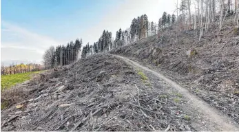  ?? FOTO: CHRISTIAN FLEMMING ?? Ein Kahlschlag auf der Rückseite des Ringoldsbe­rges. Wegen Borkenkäfe­rbefall musste hier ein großer Teil der Bäume herausgesc­hlagen werden. Der Borkenkäfe­r ist oft schneller, als die Bekämpfung und Aufarbeitu­ng der Schadhölze­r von die Waldbesitz­er.