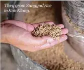  ??  ?? They grow Sangyod rice in Koh Klang.