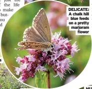  ??  ?? DELICATE: A chalk hill blue feeds on a pretty marjoram flower