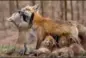 ??  ?? 7. Eine Rotfuchsfa­milie. Riverview, Kanada. Die Gelegenhei­t, eine Fuchsfamil­ie aufwachsen zu sehen. © Brittany Crossman, Kanada, Open, Wildlife, 2018 Sony World Photograph­y Awards.