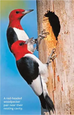  ??  ?? A red-headed woodpecker pair near their nesting cavity.