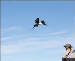  ?? SUBMITTED PHOTO VIA CP ?? Yousif Attia, 35, of Calgary, has become an avid bird watcher.