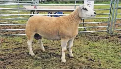  ?? 08_a34mas47 ?? David and Douglas Anderson’s confined champion Texel ewe.