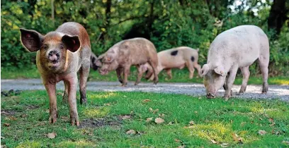  ?? Andrew Matthews/Press Associatio­n ?? > Domestic pigs roam along the roadside yesterday in Ibsley, Hampshire, during Pannage, or ‘Common of mast’, when the animals are allowed to wander in the New Forest during a set time in the autumn to feast on fallen acorns, which in large quantities are dangerous for ponies and cattle