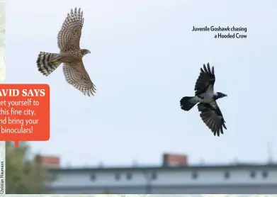  ??  ?? Juvenile Goshawk chasing a Hooded Crow