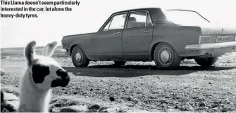  ??  ?? This Llama doesn’t seem particular­ly
Xxxxxxx interested in the car, let alone the heavy-duty tyres.