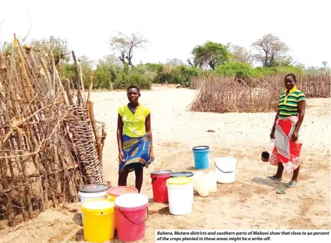  ?? ?? Buhera, Mutare districts and southern parts of Makoni show that close to 90 percent of the crops planted in those areas might be a write-off.