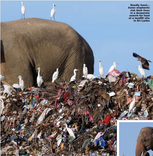  ?? Pictures: JONATHAN BUCKMASTER ?? Deadly feast... Asian elephants risk their lives in a desperate search for food at a landfill site in Sri Lanka