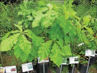  ?? SUBMITTED PHOTO — SCHUYLKILL CENTER ?? The swampwhite oak, contrary to its name, grows easily in this area andwillmat­ure into a large shade tree with almost 200,000leaves.