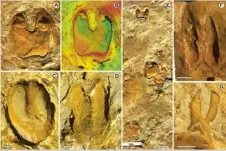  ?? ?? Huellas fosilizada­s de elefantes y otros animales prehistóri­cos.
