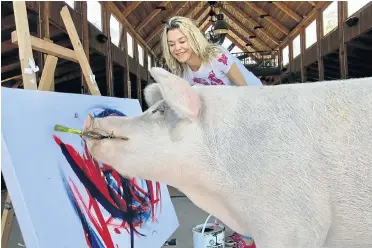  ??  ?? Pigcasso, rescued from certain death in an abattoir by Joanne Lefson, has found her calling in abstract art.