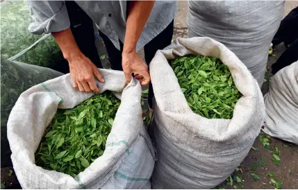  ?? ?? Freshly picked tea leaves are displayed for sale at a market in Songyang County, Lishui City, Zhejiang Province