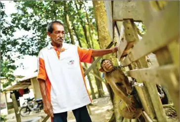  ?? CREDITMANA­N VATSYAYANA/AFP ?? Macaque-trainer Wan Ibrahim Wan Mat training a pig-tailed macaque to pick coconuts outside his house in the village of Melor in the northern state of Kelantan, Malaysia, on February 8.