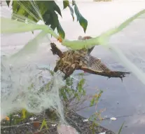  ?? MARIN HUMANE ?? An owl gets caught up in decorative Halloween cobwebs outside a home in California. Wildlife groups have seen an increase in animal visits for injuries related to Halloween decor.