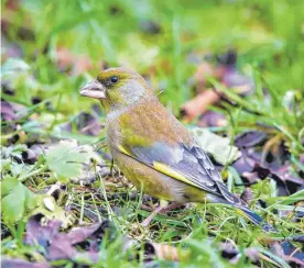  ??  ?? Der Grünfink gehört zu Vogelarten, die in diesem Jahr bei der „Stunde der Gartenvöge­l“deutlich weniger gesichtet wurden als im Vorjahr.