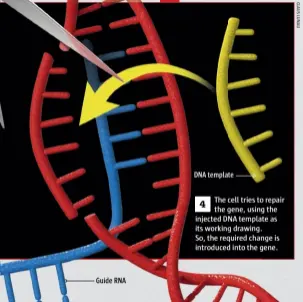  ??  ?? DNA template 4 The cell tries to repair the gene, using the injected DNA template as its working drawing. So, the required change is introduced into the gene. Guide RNA